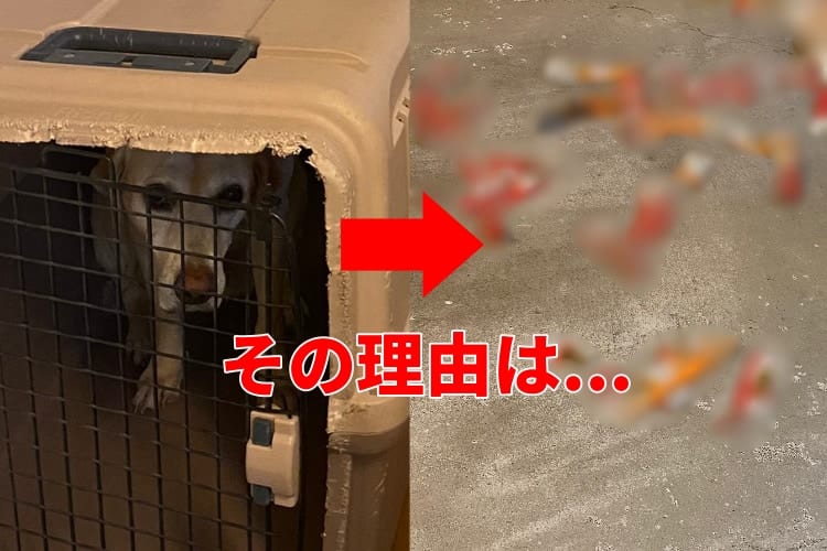 帰ったらいつも出迎えてくれるワンコが出てこない！その理由が分かる写真に笑った