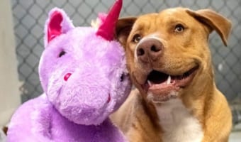 ユニコーンのぬいぐるみを執拗に盗みに入った野良犬、“お友達”と一緒に保護される