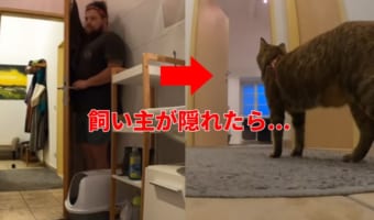 「どこ行っちゃったの・・・」愛猫の名前を呼んで隠れたら、反応が愛おしすぎた!