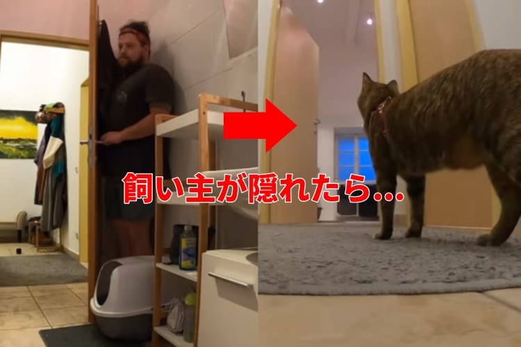 「どこ行っちゃったの･･･」愛猫の名前を呼んで隠れたら、反応が愛おしすぎた！