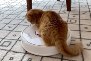 お掃除ロボに一方的に馬乗りした結果、思わぬ反撃をくらうニャンコ(笑) その後の反応も面白い！