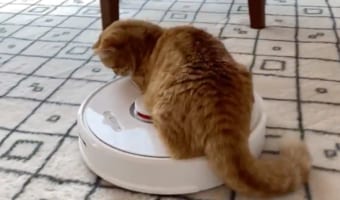 お掃除ロボに一方的に馬乗りした結果、思わぬ反撃をくらうニャンコ(笑) その後の反応も面白い！