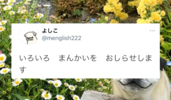 口角の上げ方が完全にモデル!満開の花に囲まれて満開の笑顔を見せるパグが絵になる!