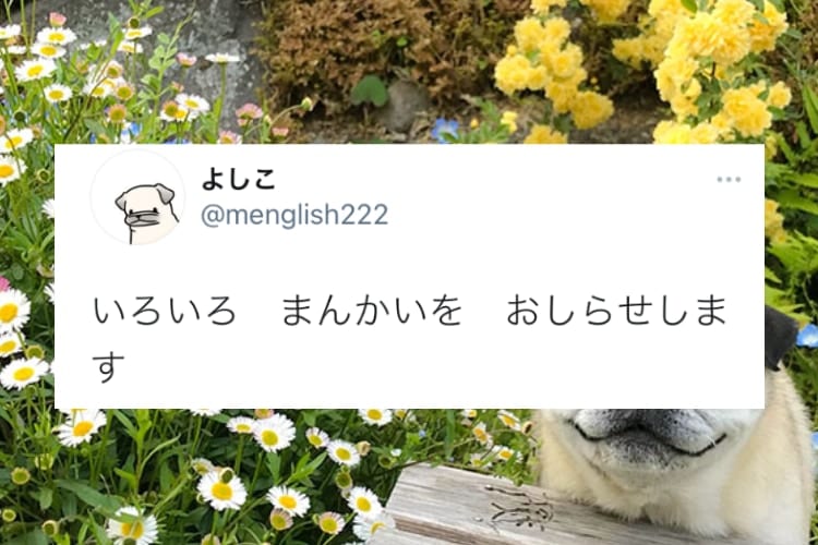 口角の上げ方が完全にモデル！満開の花に囲まれて満開の笑顔を見せるパグが絵になる！