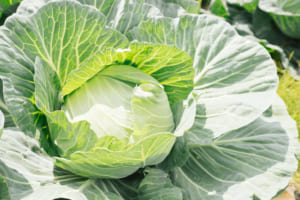 見た目の似ている「キャベツ」と「レタス」の違いはなに？実は全く異なる植物だった！