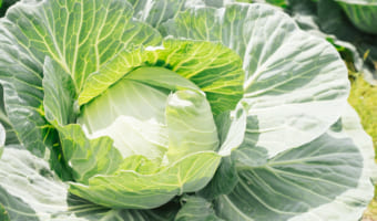 見た目の似ている「キャベツ」と「レタス」の違いはなに？実は全く異なる植物だった！