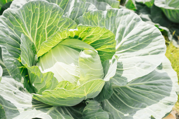見た目の似ている「キャベツ」と「レタス」の違いはなに？実は全く異なる植物だった！