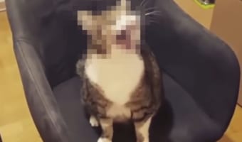 椅子に乗ってクルクル回転を楽しむニャンコ、飼い主が回すのを止めたら・・・(笑)