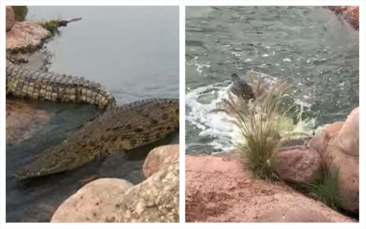こんなの初めて見た！ワニのウォータースライダーが面白い！