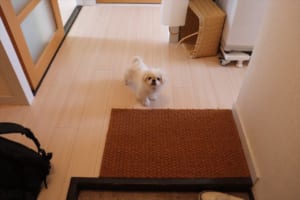 「今日付けで退職しても無罪でしょ(笑)」飼い主さんにそう思わせた愛犬の行動とは！？