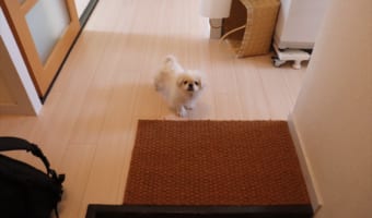 「今日付けで退職しても無罪でしょ(笑)」飼い主さんにそう思わせた愛犬の行動とは！？