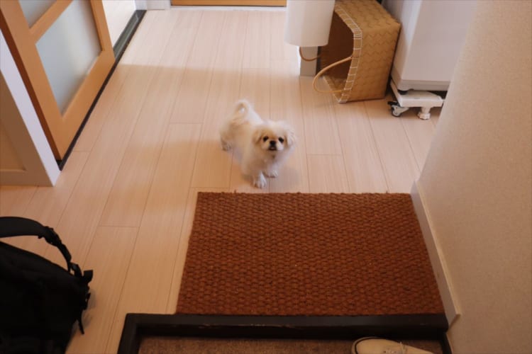 「今日付けで退職しても無罪でしょ(笑)」飼い主さんにそう思わせた愛犬の行動とは！？