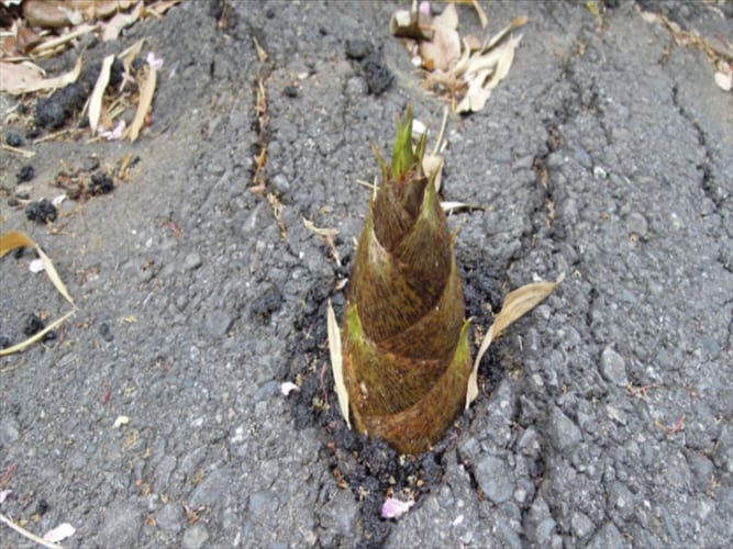 ジャイアントパンダもビックリ！上野動物園にど根性タケノコ登場が話題に！