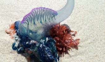 最近よく聞く「カツオノエボシ」、電気クラゲともいわれるけど、実はクラゲではない?