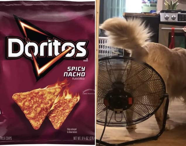 激辛ドリトスを盗み食いした結果・・・翌日のワンコの行動がまるでオッサンだった