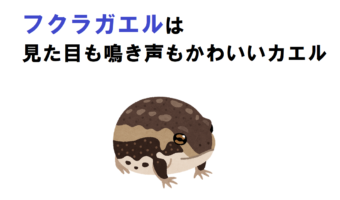 丸っこくてかわいい「フクラガエル」は、鳴き声もとてもかわいい！