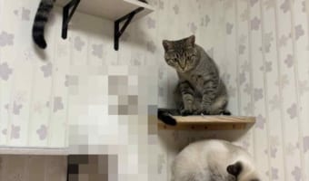 どんな体勢なんだニャン！？(笑) アクロバティックな体勢のニャンコが面白いと話題に！