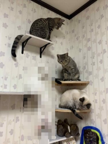 どんな体勢なんだニャン！？(笑) アクロバティックな体勢のニャンコが面白いと話題に！