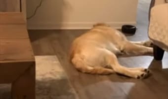 まるで自衛官のようなワンコが心強い!深い眠りの最中でも、飼い主の悲鳴が聞こえるとこうなる
