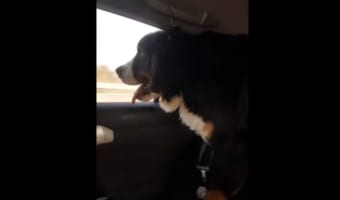 ドライブで楽しそうに景色を眺めているワンコの後方で、爆笑の事件が発生していた(笑)