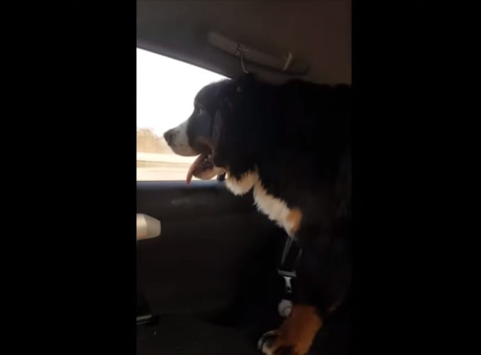 ドライブで楽しそうに景色を眺めているワンコの後方で、爆笑の事件が発生していた(笑)