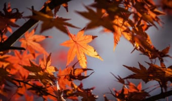 「楓」と「もみじ」は別物?それとも同じ?「紅葉」と「もみじ」の違いも解説!