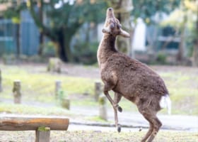 【レアな瞬間】後ろ脚で立ち上がって“何か”を食べようとしている奈良公園のシカが話題に！