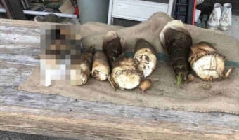 こんなに可愛い擬態があるなんて・・・(笑) タケノコと同化して見分けがつかない動物が話題!