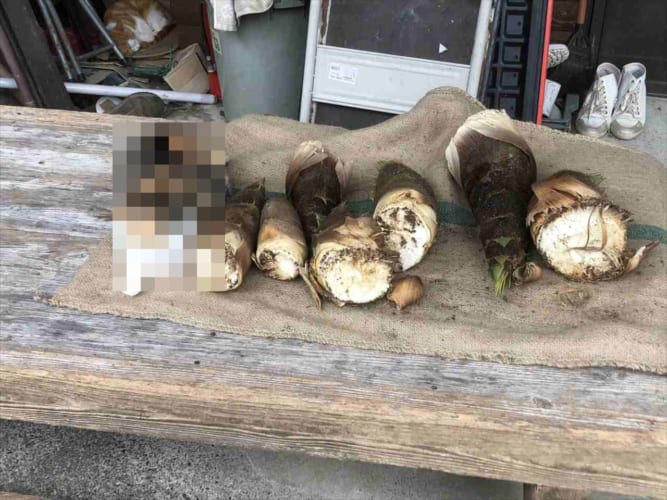 こんなに可愛い擬態があるなんて･･･(笑) タケノコと同化して見分けがつかない動物が話題！