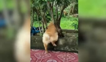 木々の間でが何をしているのかと思えば・・・ワンコにとって大変な問題が発生していた!