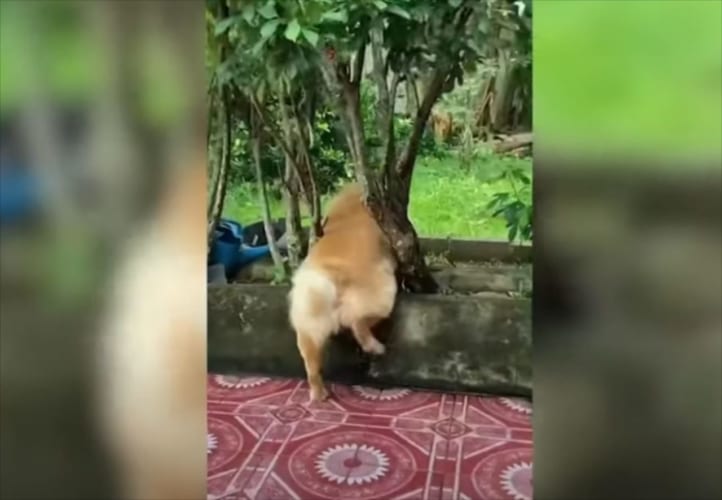 木々の間でが何をしているのかと思えば･･･ワンコにとって大変な問題が発生していた！