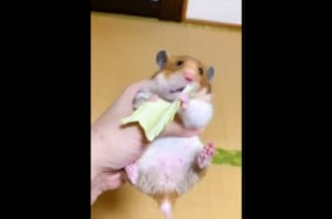 ハムスターが食べていたキャベツが想像以上に飛んでいった(笑) ビックリした顔も必見！