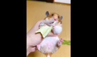 ハムスターが食べていたキャベツが想像以上に飛んでいった(笑) ビックリした顔も必見！