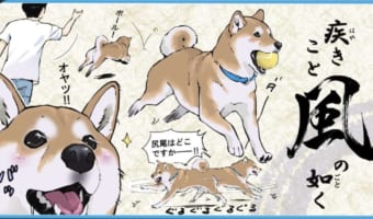 風林火山、これぞ柴犬の如し(笑) “柴犬あるある”を表現したイラストに多くの共感の声