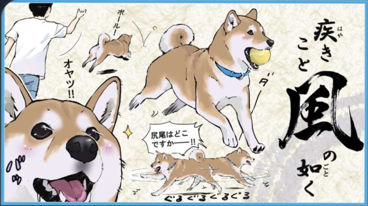 風林火山、これぞ柴犬の如し(笑) “柴犬あるある”を表現したイラストに多くの共感の声