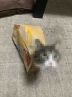 マクドナルドから誕生した春の新メニューが話題に！「即売り切れそうなハッピーセットですね」