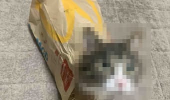 マクドナルドから誕生した春の新メニューが話題に!「即売り切れそうなハッピーセットですね」