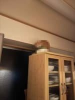 油断も隙もあったもんじゃニャイ！(笑) 隠しておいた豆苗が発見された瞬間