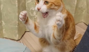 パンチを繰り出す前に脇をギュッ!としめるニャンコ。いざ、繰り出した時の顔が面白すぎる(笑)