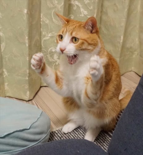 パンチを繰り出す前に脇をギュッ！としめるニャンコ。いざ、繰り出した時の顔が面白すぎる(笑)