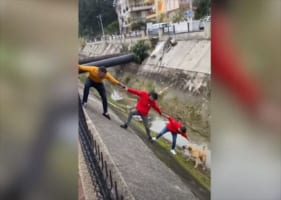 用水路に落ちてしまった野良犬を、みんなの力を合わせて見事に救出成功！ところが、救助していた男性の一人が･･･