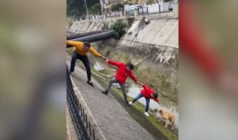 用水路に落ちてしまった野良犬をみんなで力を合わせて見事に救出成功!ところが、救助していた男性の一人に悲劇が