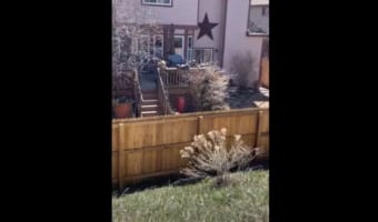 トランポリンやってるわけじゃないよね!?外の様子をうかがうため、連続で跳び上がるワンコが面白い(笑)