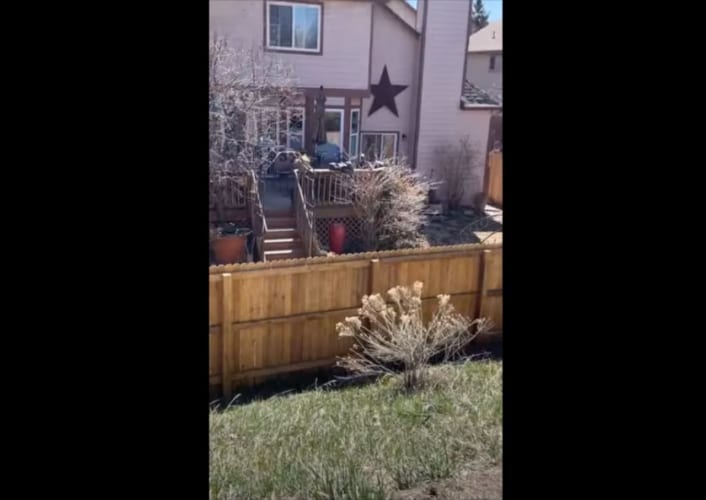 トランポリンやってるわけじゃないよね！？外の様子をうかがうため、連続で跳び上がるワンコが面白い(笑)