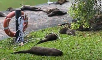 見るだけで癒される！カワウソたちが一斉にゴロンゴロン転がるレアな光景が話題に！