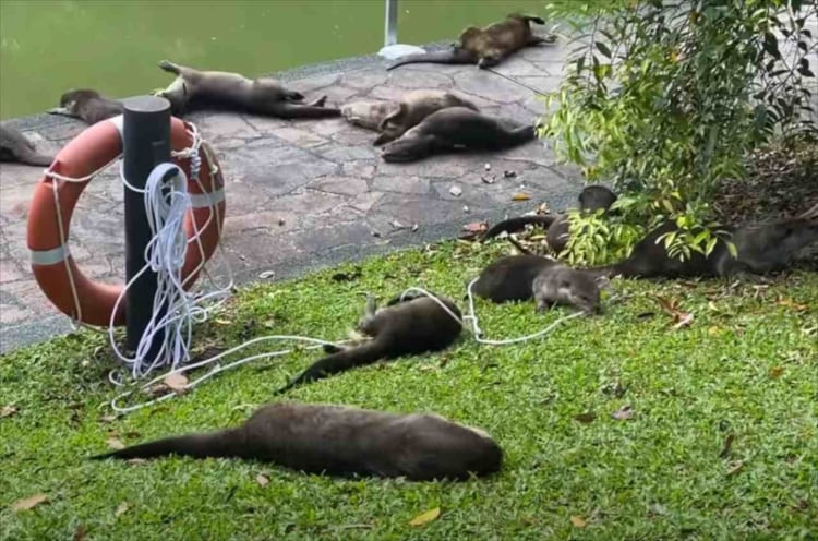 見るだけで癒される！カワウソたちが一斉にゴロンゴロン転がるレアな光景が話題に！