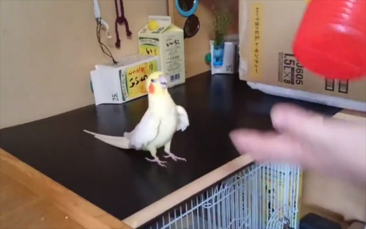 ピコピコハンマーを鳴らそうと、一生懸命頑張ってくれるオカメインコが可愛すぎる！