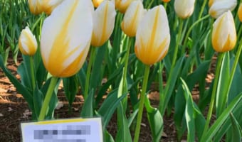 このチューリップの品種名を名付けた人は天才!素敵なネーミングが話題に!