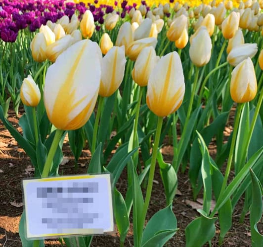 このチューリップの品種名を名付けた人は天才！素敵なネーミングが話題に！