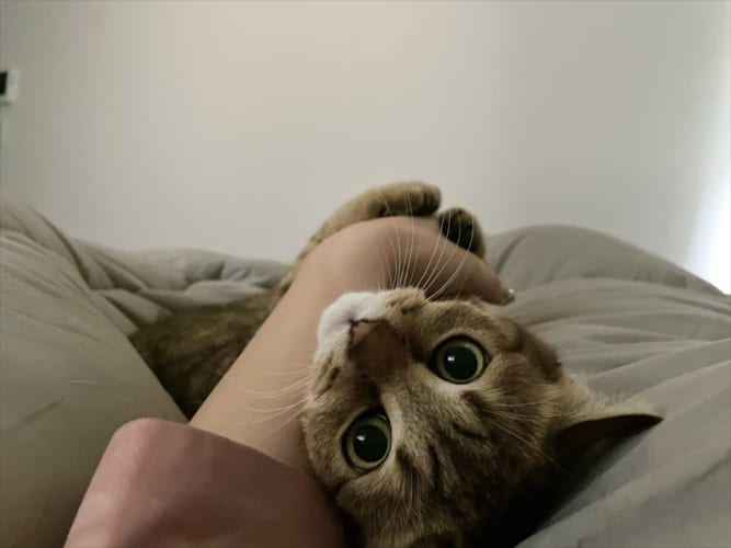 アラームが鳴るとこれです(笑) “アラームが鳴る=お留守番”だと完全に理解し始めたニャンコの行動が可愛い